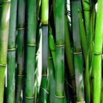 Bambus Natur Naturschutz Green Bond Report