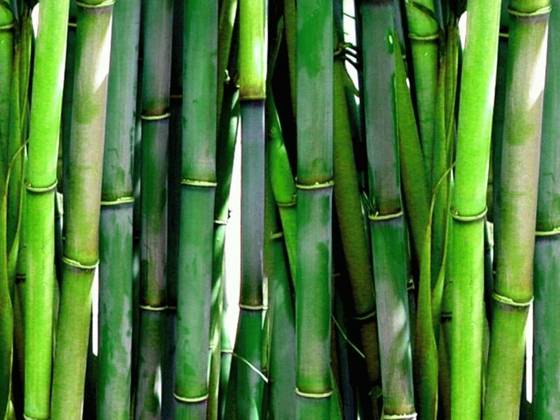 Bambus Natur Naturschutz