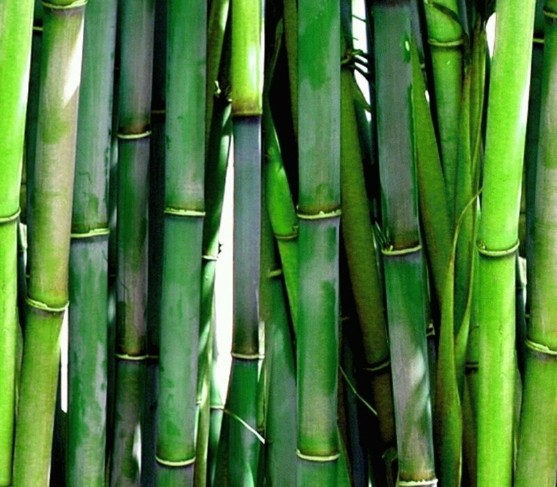 Bambus Natur Naturschutz Green Bond Report