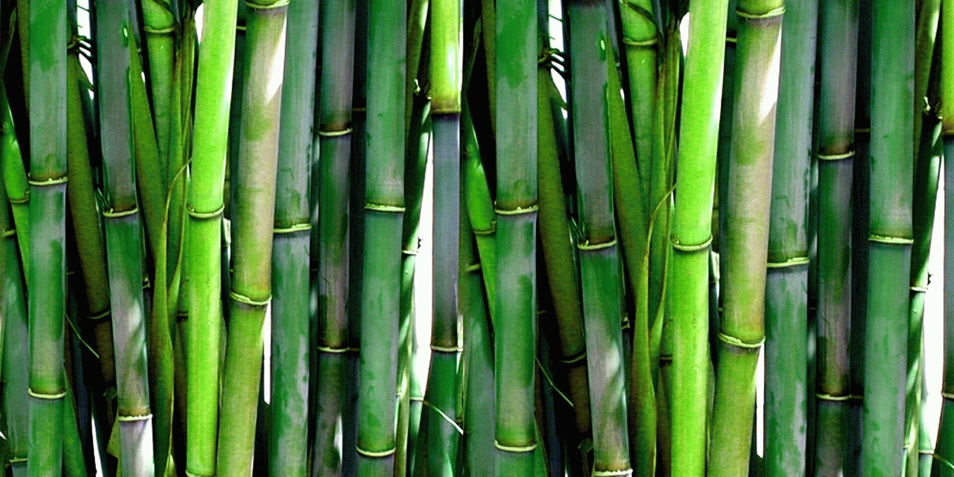 Bambus Natur Naturschutz