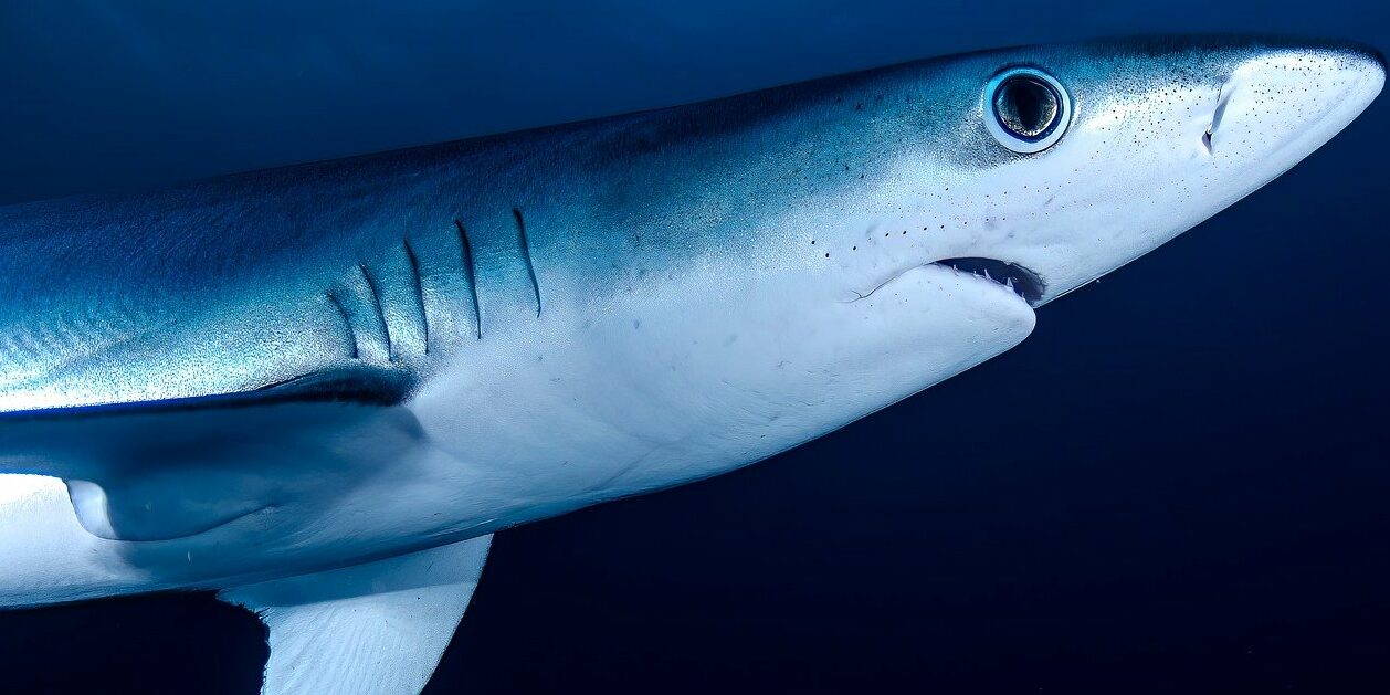 Hai shark Kredithai Gefahr