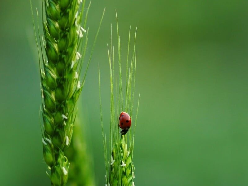 Biodiversitäts-Fonds