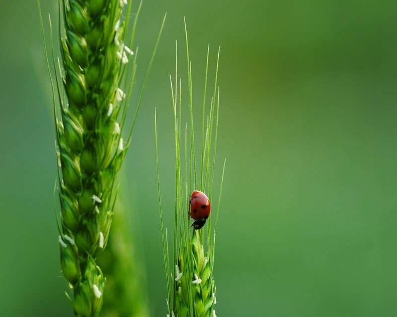 Biodiversität Fonds