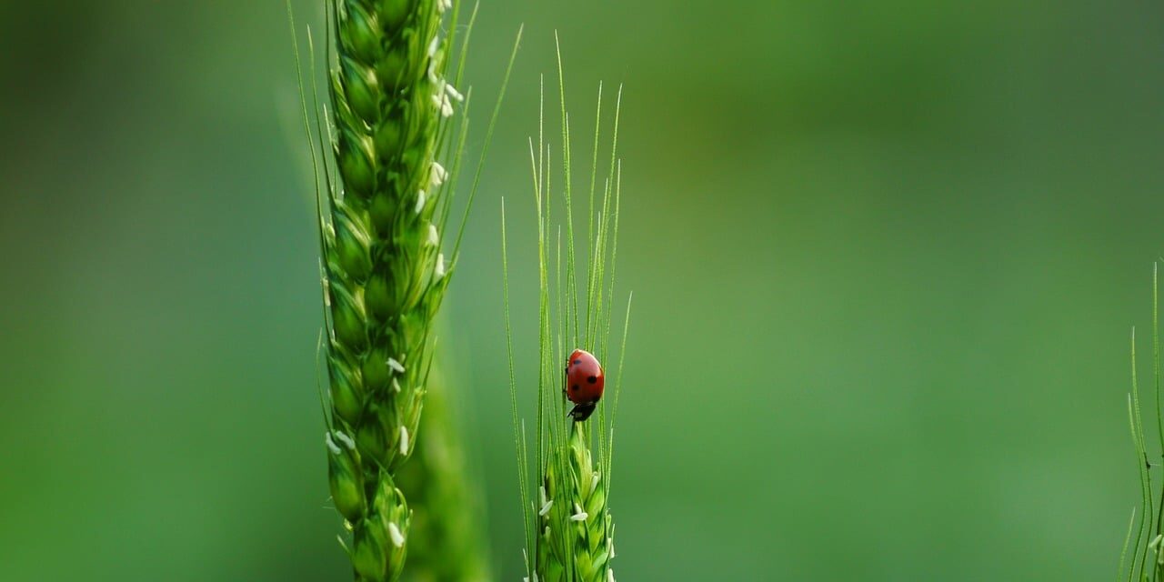 Biodiversitäts-Fonds