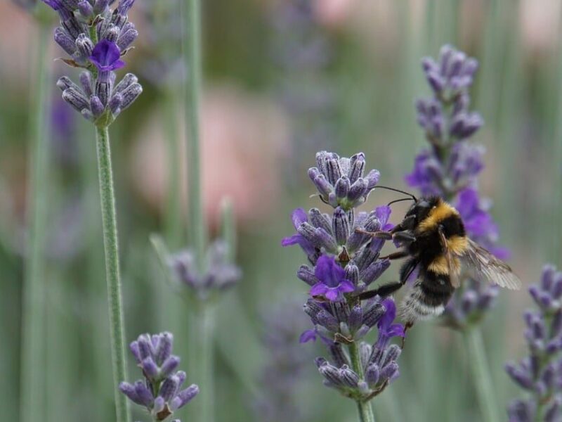 Biodiversität biodiversity