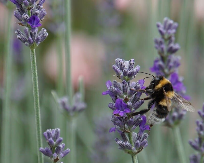 Biodiversität biodiversity