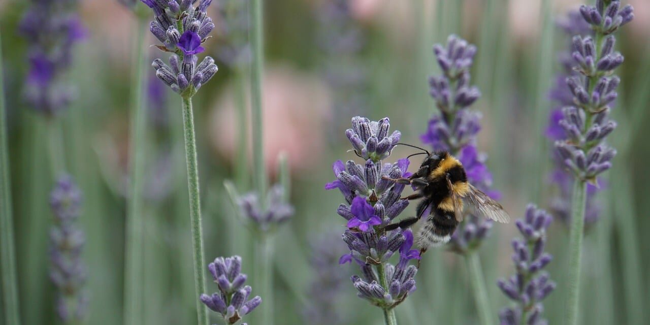 Biodiversität biodiversity