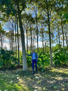 Paulownia Baumplantagen zur CO2-Kompensation